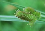 イヌクグ	犬莎草	Cyperus cyperoides	8～10月